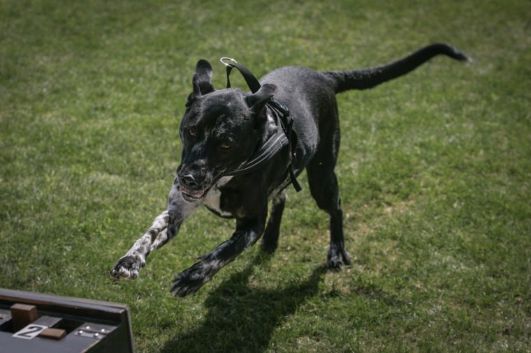 afn.wa.dogshow09.dj.JPG